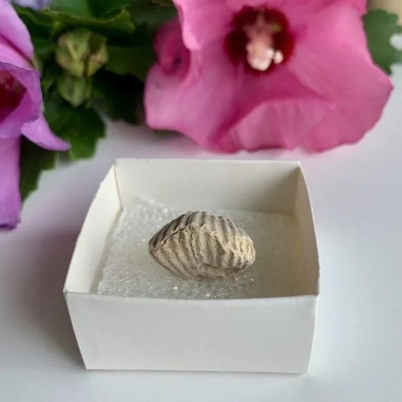 Brachiopod Shell Fossil Both Sides Fossilized Lamp Shells 100 Million Years Old - Picture 4 of 6